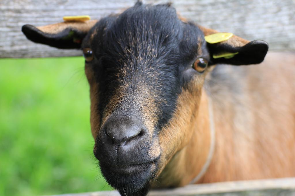 Farm stay Bauernhof Katin Tropolach